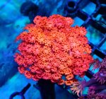 画像1: ハナガササンゴ　 (1)