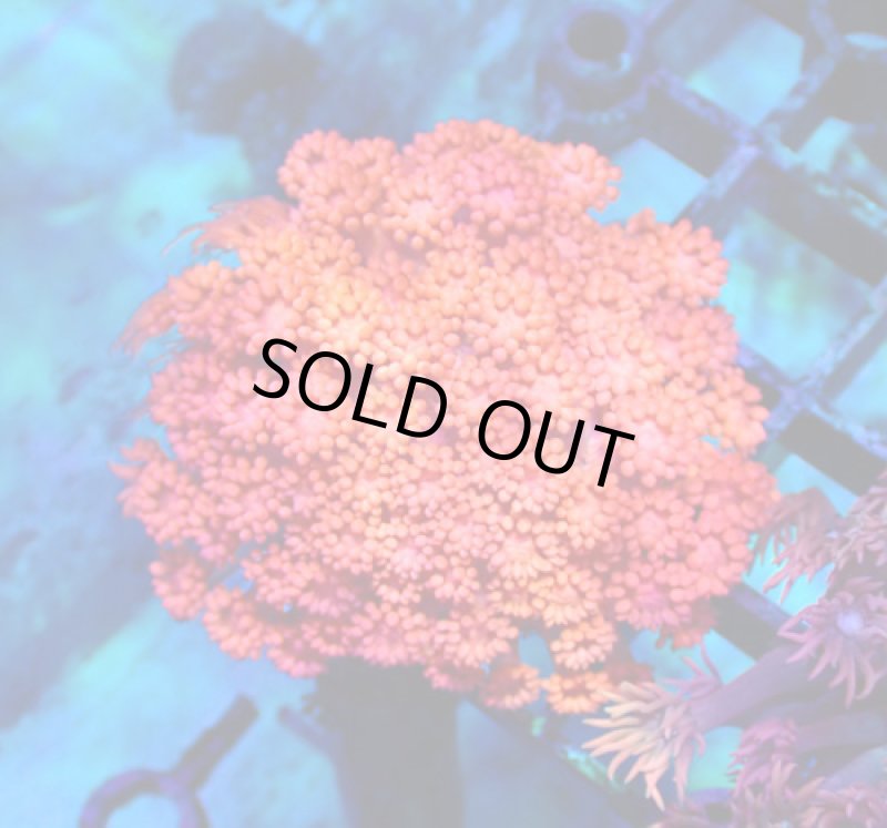 画像1: ハナガササンゴ　 (1)