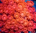 画像2: ハナガササンゴ　 (2)