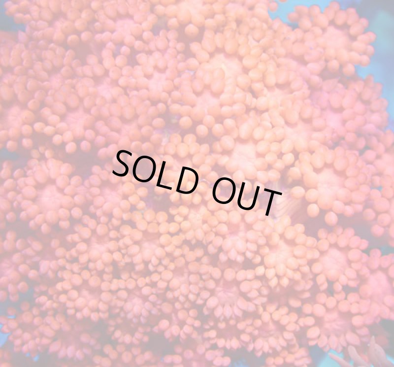 画像2: ハナガササンゴ　 (2)