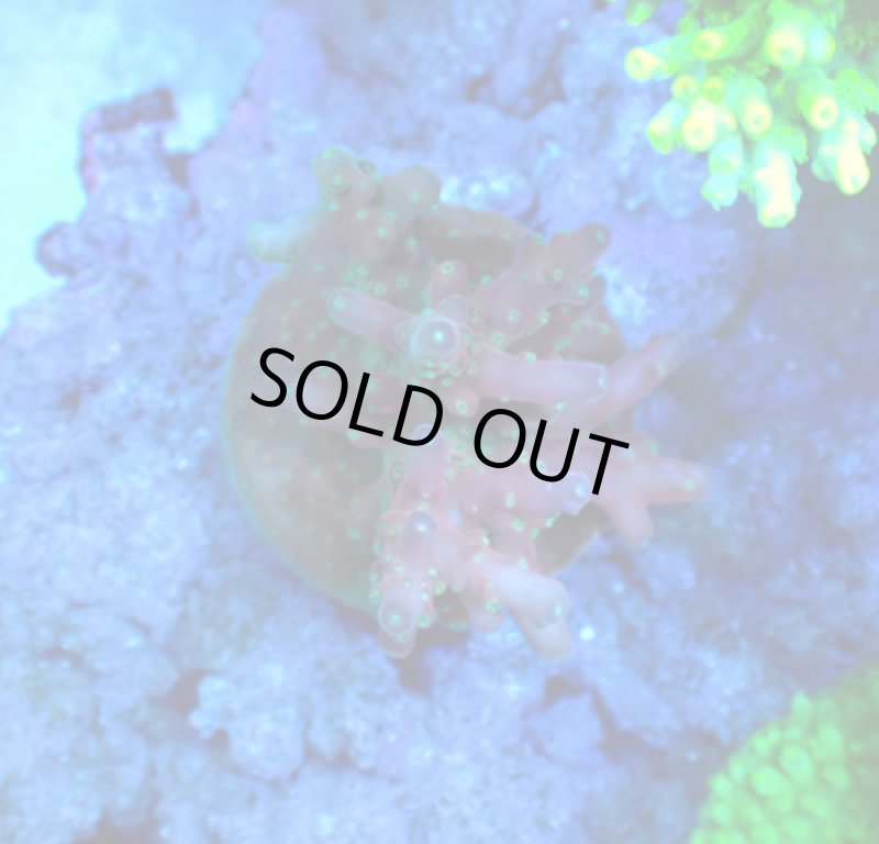 画像1: CE  Acro Cherry Blossom (1)