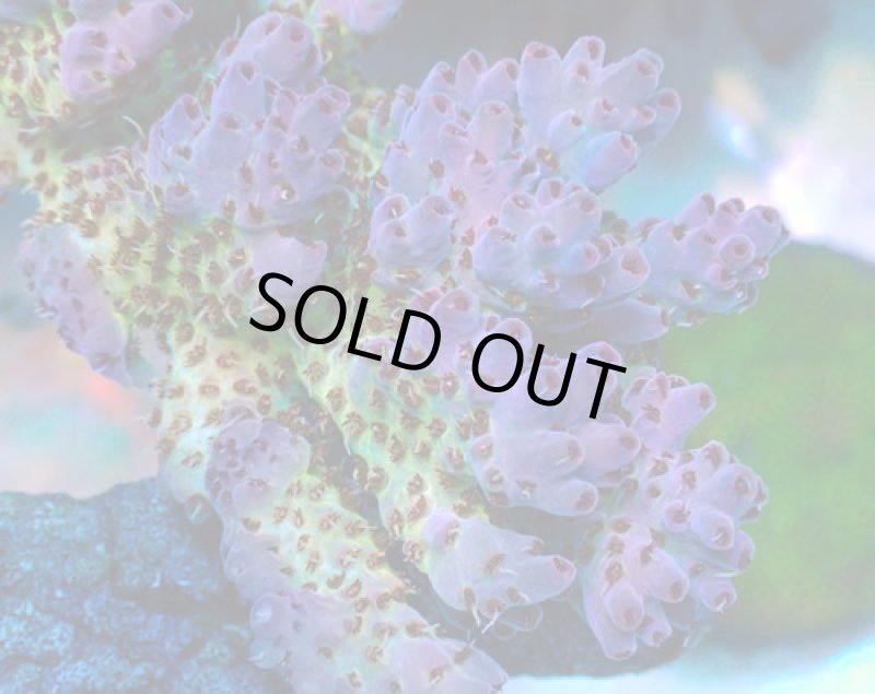 画像2: Acropora (2)