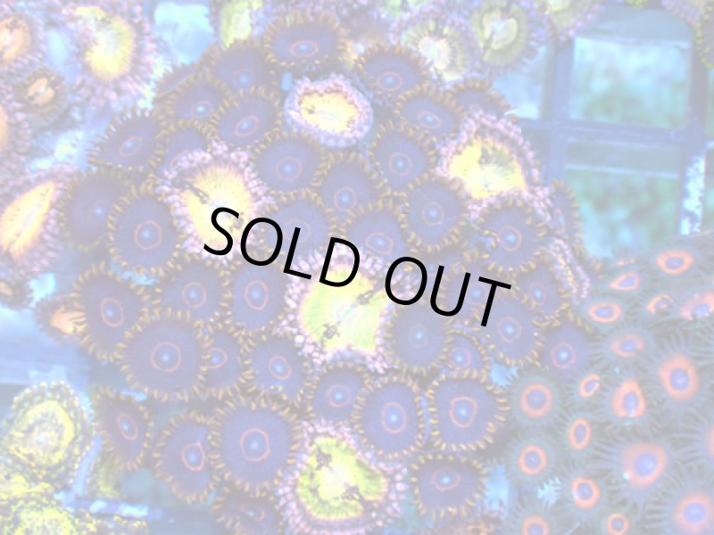 画像1: CE MIX Zoa (1)