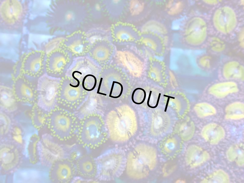 画像1: CE MIX Zoa (1)