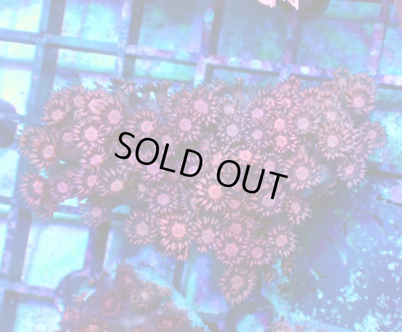 画像1: ハナガササンゴ　 (1)