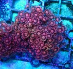 画像1: ハナガササンゴ　 (1)