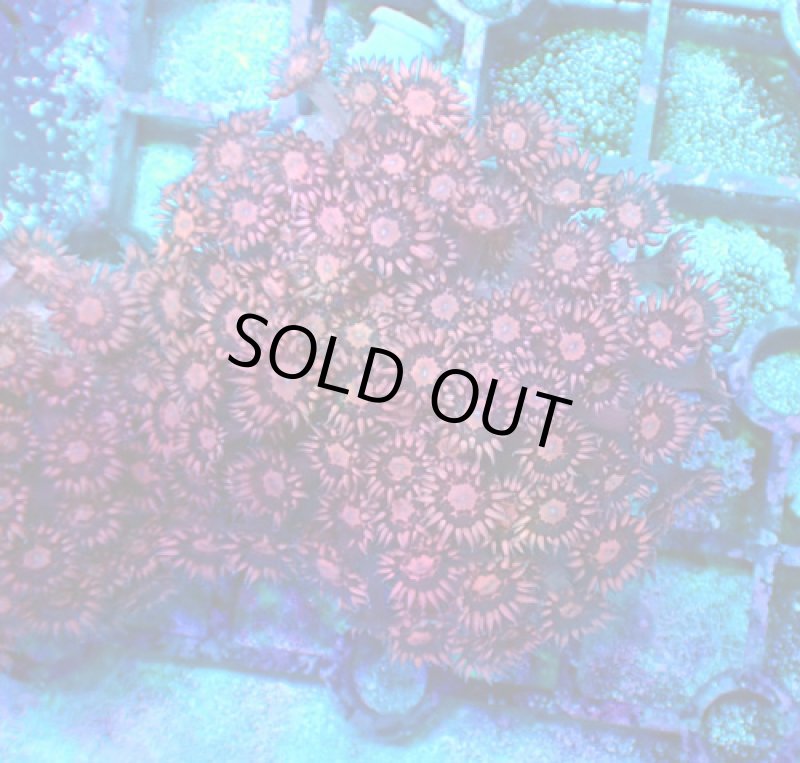 画像1: ハナガササンゴ　 (1)