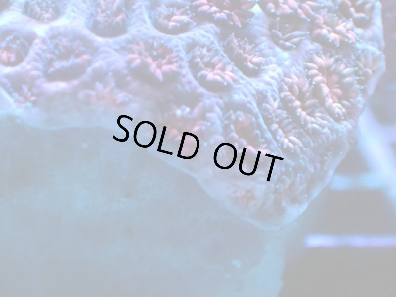 画像3: ハナガササンゴ　 (3)