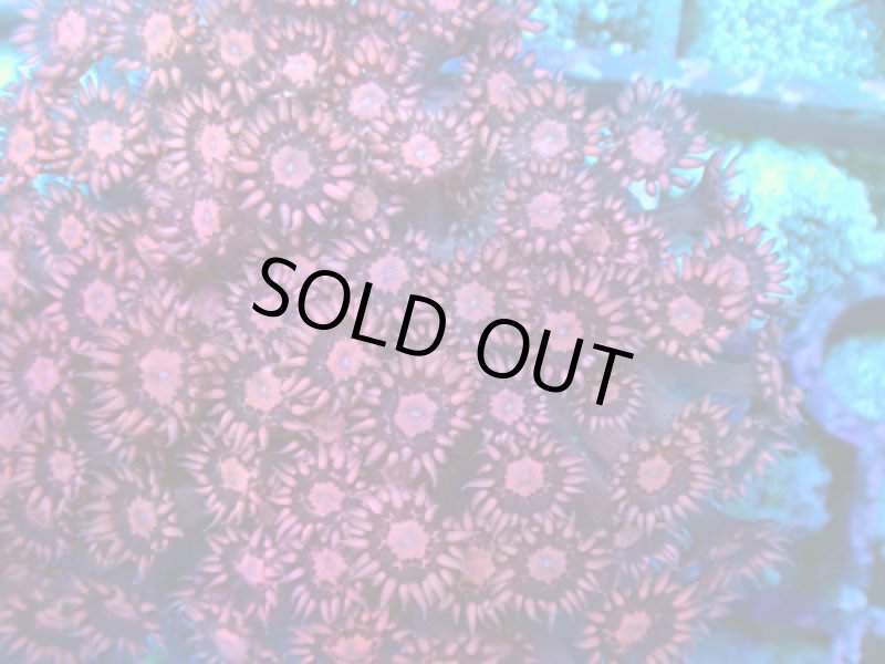 画像2: ハナガササンゴ　 (2)