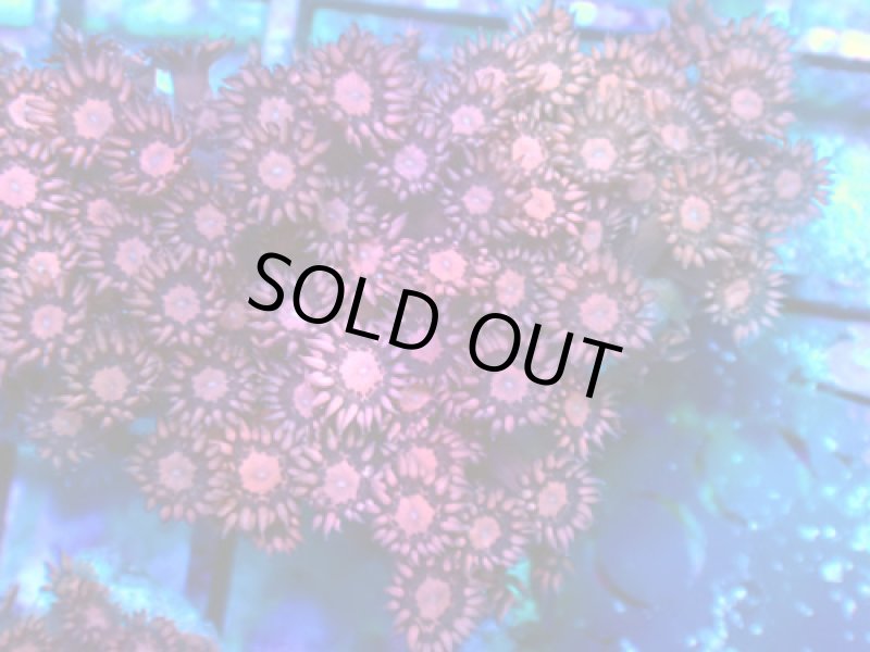 画像2: ハナガササンゴ　 (2)