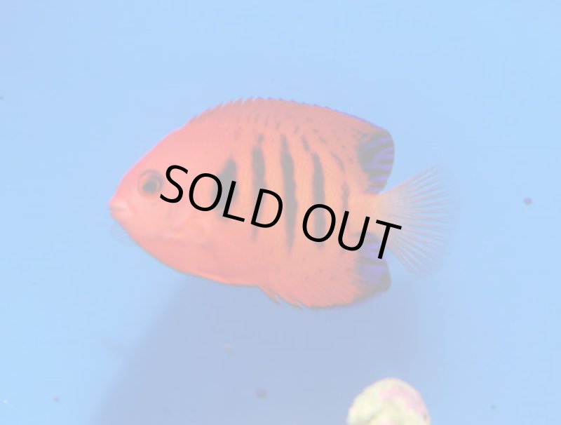 画像1: フレームエンゼル (1)