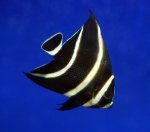 画像2: フレンチエンゼル (2)