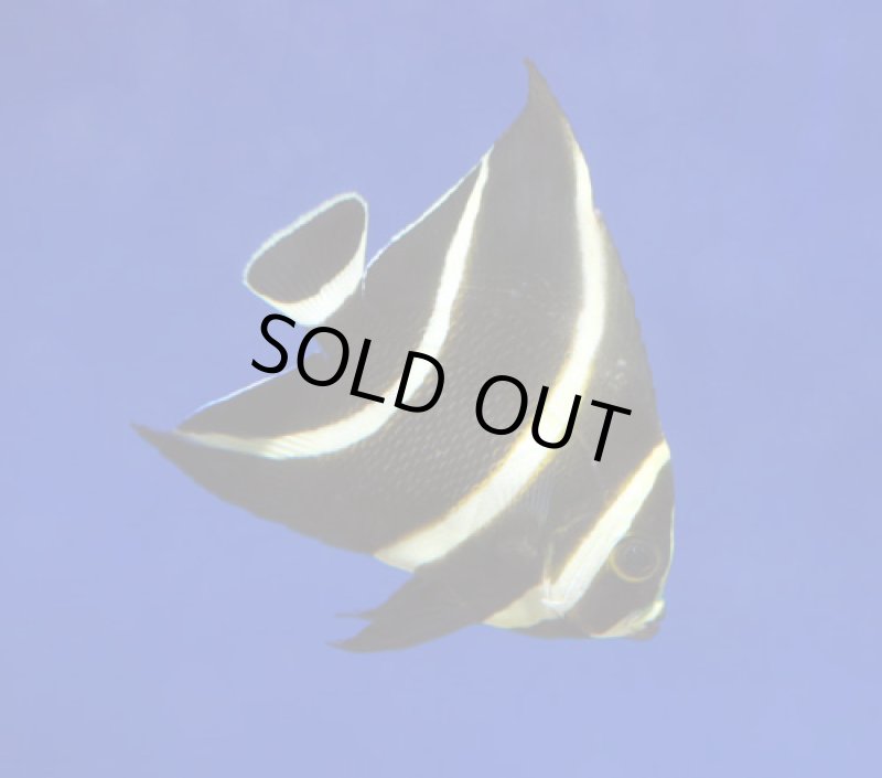 画像2: フレンチエンゼル (2)