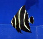 画像1: フレンチエンゼル (1)