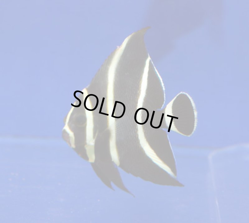 画像1: フレンチエンゼル (1)