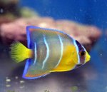 画像2: クィーンエンゼル (2)