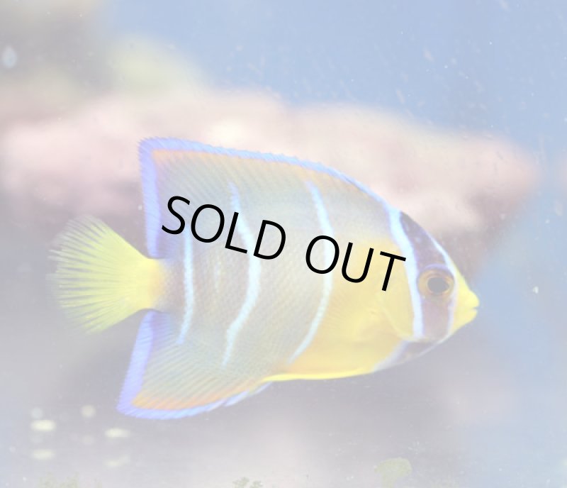 画像2: クィーンエンゼル (2)