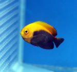 画像1: カリビアンフレームバックエンゼル (1)