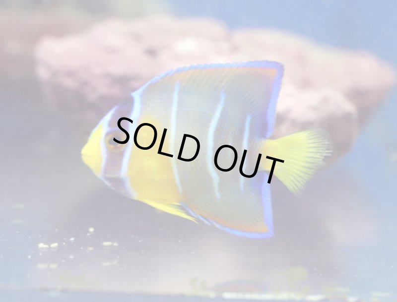 画像1: クィーンエンゼル (1)