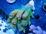 画像1: Acropora (1)
