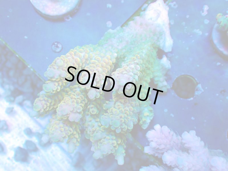 画像1: Acropora (1)