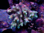 画像1: Acropora (1)