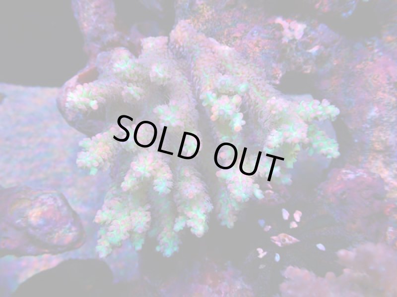 画像1: Acropora (1)