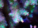 画像3: Acropora (3)
