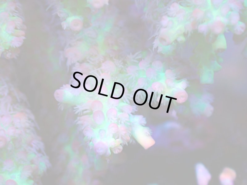 画像3: Acropora (3)