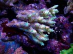 画像2: Acropora (2)