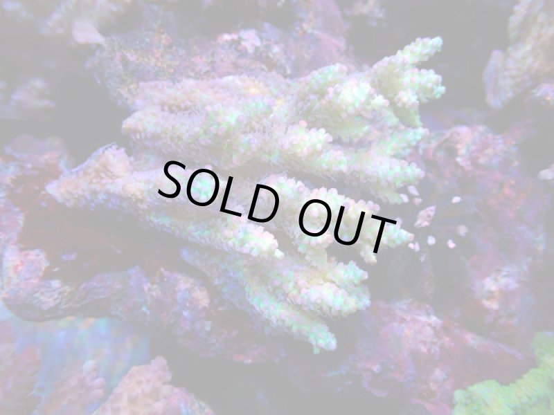 画像2: Acropora (2)