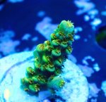 画像3: CE  Acro Walt Disney (3)