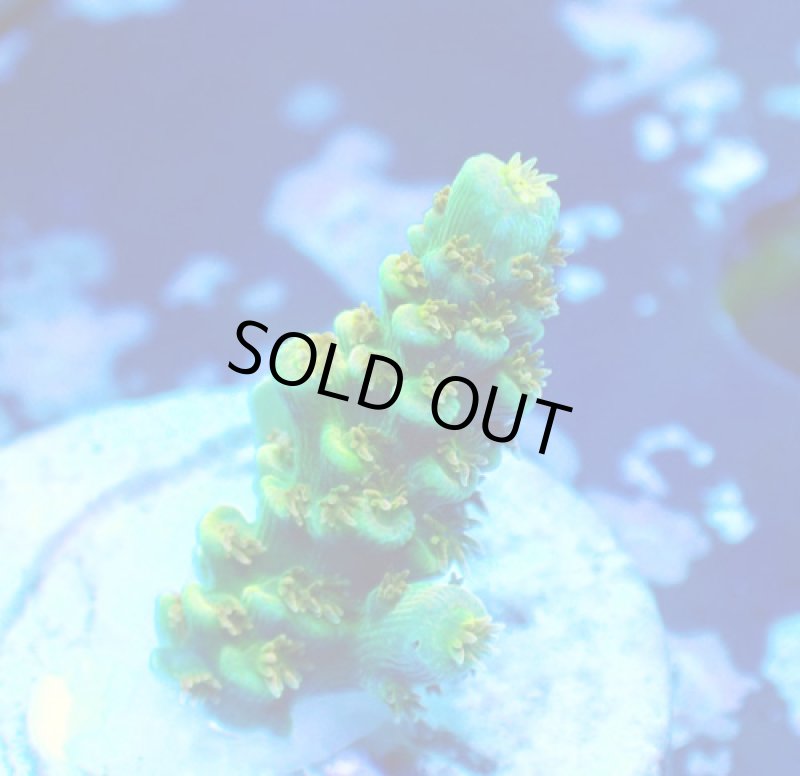 画像3: CE  Acro Walt Disney (3)