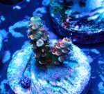 画像1: CE  Acro Cherry Bomb (1)