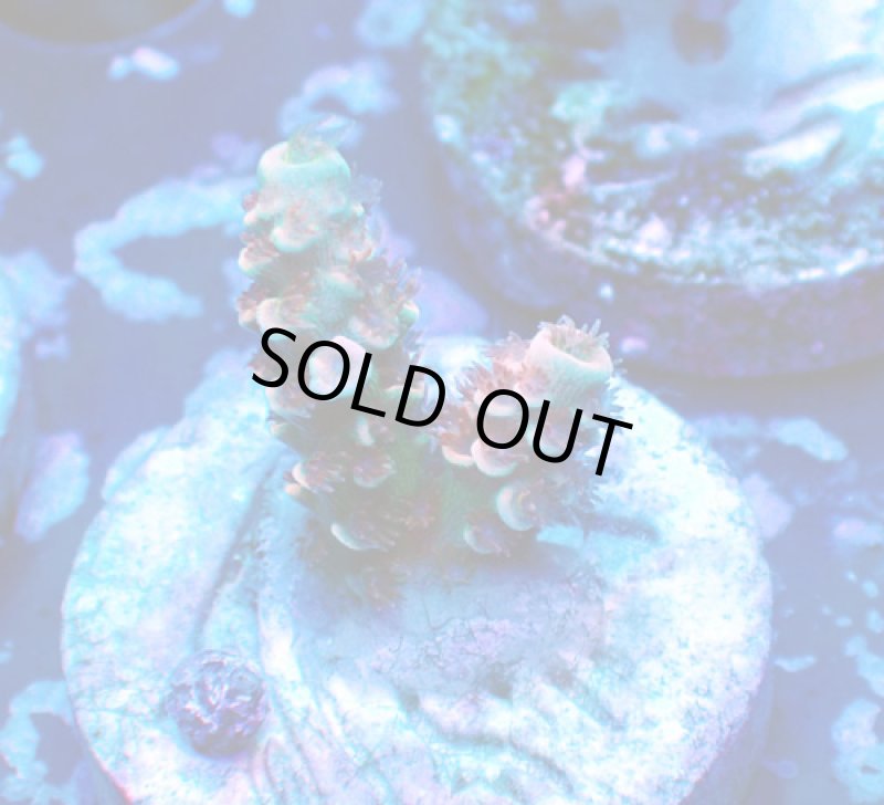 画像1: CE  Acro Cherry Bomb (1)