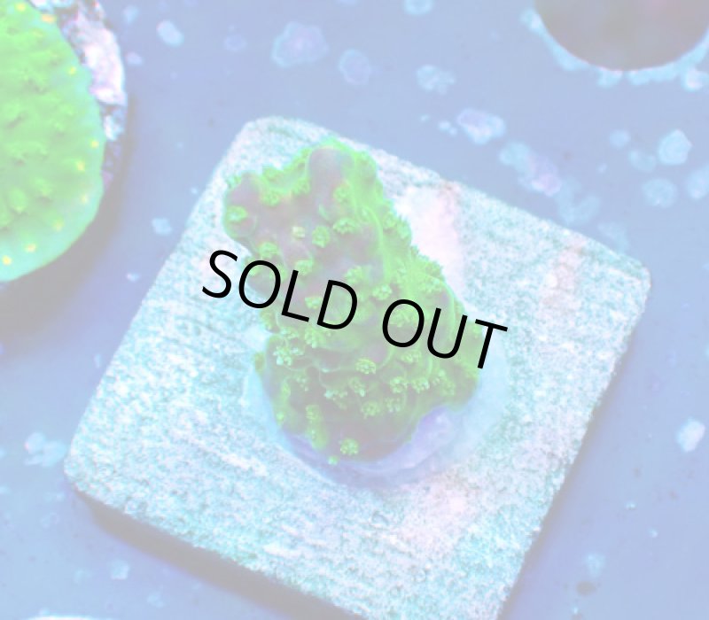 画像1: CE  Acro Pink Paletta (1)