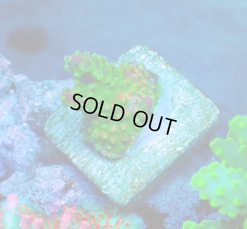 画像1: CE  Acro Pink Paletta (1)