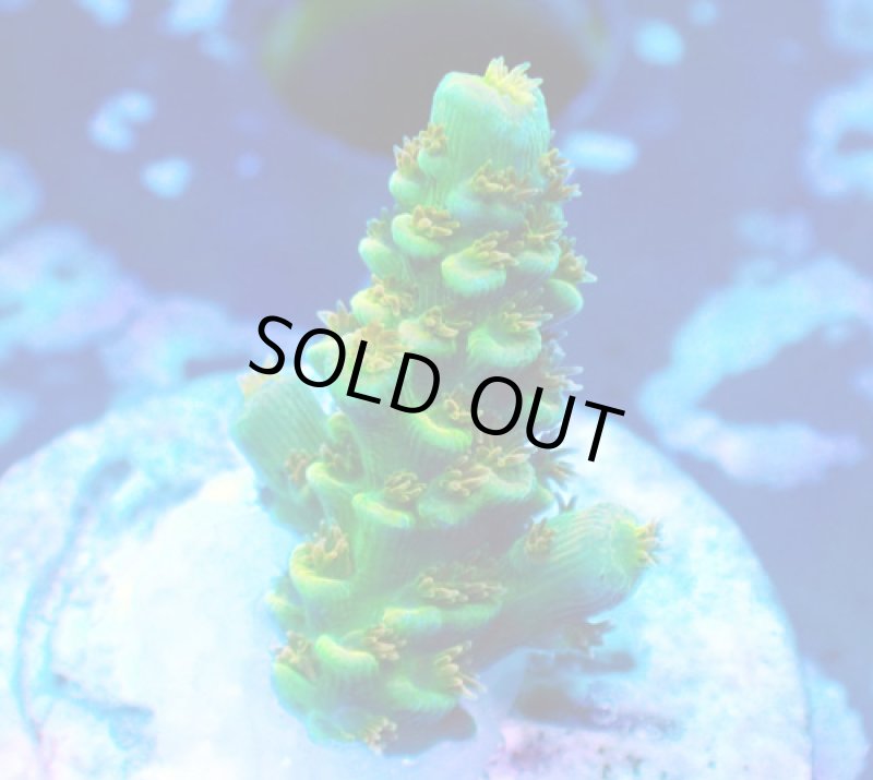 画像2: CE  Acro Walt Disney (2)