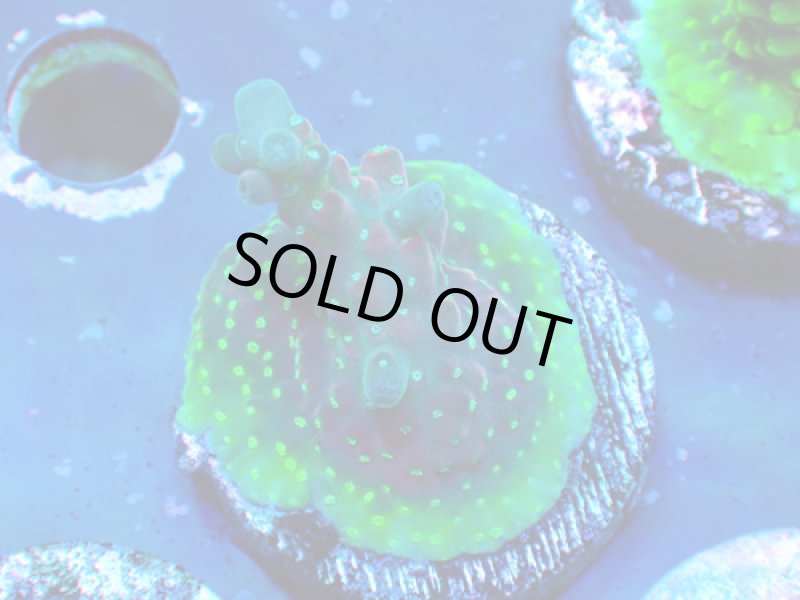 画像1: CE  Acro Cherry Blossom (1)