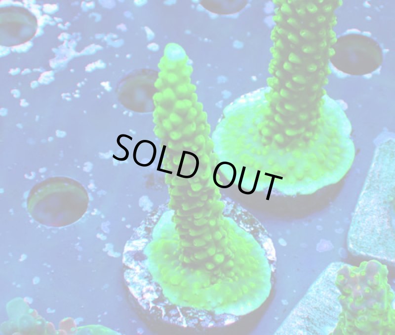 画像1: CE  Acro Dallas (1)