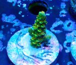 画像1: CE  Acro Walt Disney (1)