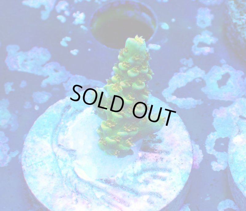 画像1: CE  Acro Walt Disney (1)