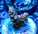 画像2: CE  Acro Cherry Bomb (2)