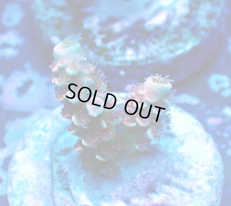 画像2: CE  Acro Cherry Bomb (2)