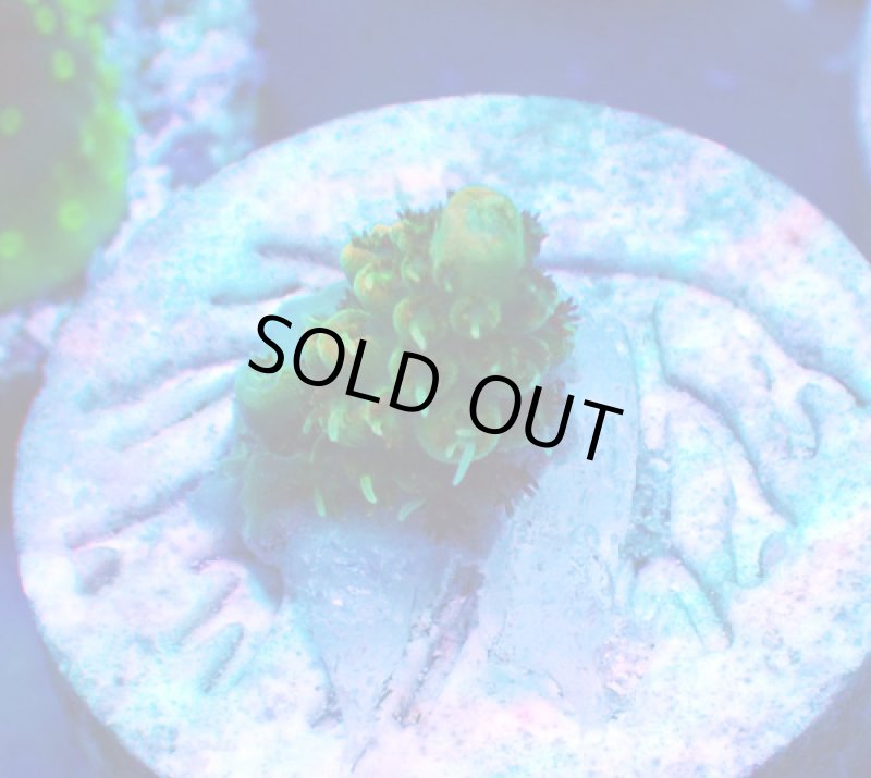 画像1: CE  Acro Lemonade Spider (1)