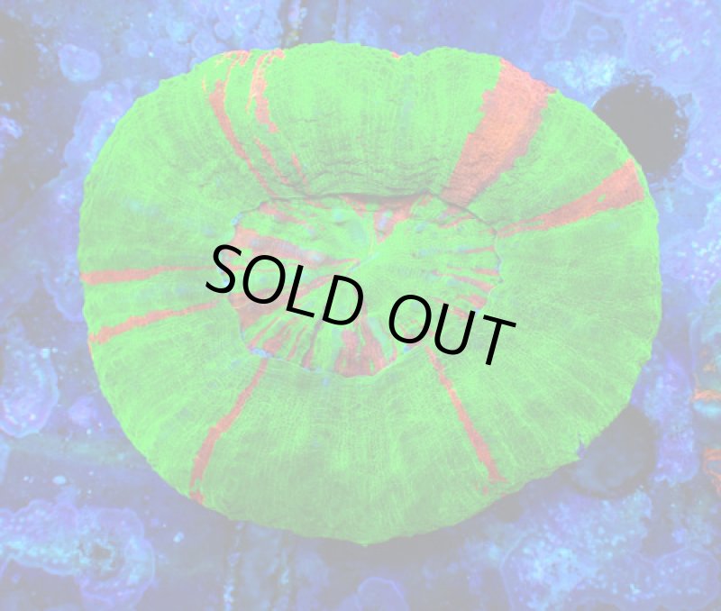 画像1: スコリミア (1)