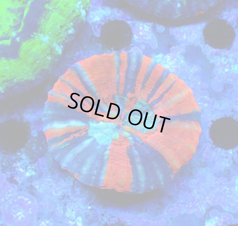 画像1: スコリミア (1)