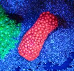 画像1: ハナガササンゴ　 (1)