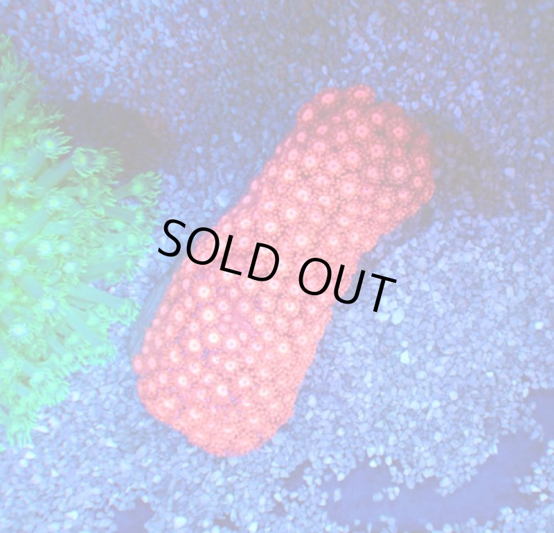 画像1: ハナガササンゴ　 (1)