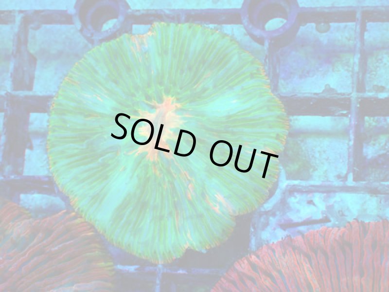 画像1: クサビライシ (1)